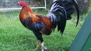 Kegiatan sabung ayam di filipina sebagai negara asal ayam peru sudah ada sejak lama. 13 Ciri Ciri Ayam Peru Yang Asli Dan Berkualitas Arenahewan Com