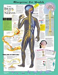 Blueprint For Health Your Brain Nerves Anatomical Chart