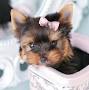 Teacup puppies breeders near me from www.teacupspuppies.com