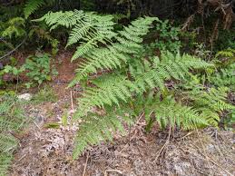 Image result for Pteridium aquilinum