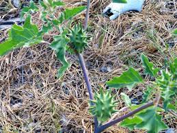 For those of you who walk on areas of your property that have or answer: Jimson Weed Has Thorns For A Reason
