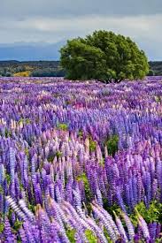 Lupin Flowers In Fiordland National Park South Island New Zealand Beautiful Places Beautiful Nature Beautiful Landscapes