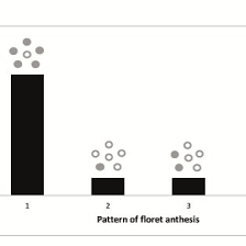 Image result for Pleiotaxis argentea