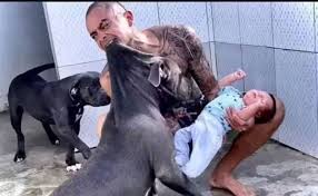 PITBULL ATTACKS HIS OWNER'S SON AND... Show More