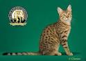Egyptian Mau Breeder & Kittens for Sale from Belle Hollow ...