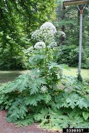 Image result for Heracleum
