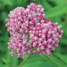 Image result for Asclepias schumanniana