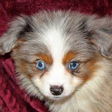 Dasher red merle male akc registered australian shepherd. Australian Shepherd Puppies For Sale Nsw Petfinder