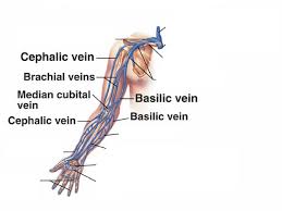 Image result for Peripheral IV Access