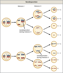 Chromosomal Basis Of Inherited Disorders Boundless Biology