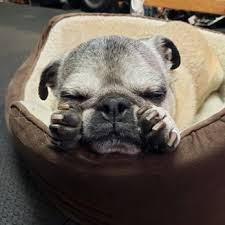 Welcome to carrie's colorado pugs. Colorado Pug Rescue 11 Reviews Animal Shelters Denver Co Phone Number