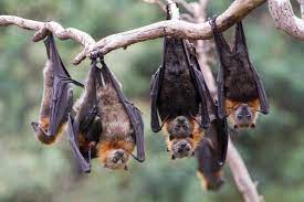 I receive numerous calls from clients who are desperate to get rid of bats but don't know how to do that. Bats Are Not Our Enemies Scientific American Blog Network