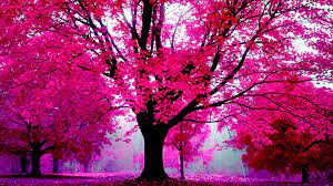 Vera Curaj Minuz On Twitter In 2021 Pink Nature Pink Trees Hd Pink Wallpapers