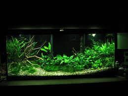 Low Tech Tank Show And Tell Low Tech Can Be Lush Too Planted Aquarium Aquarium Fish Tank Decorations