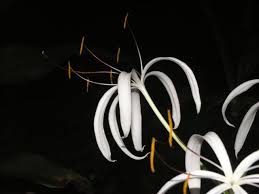 Image result for Crinum buphanoides