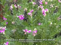 Image result for Polygala xanthina