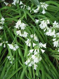 Airy panicles of white blooms emerge above. Allium Triquetrum Wikipedia