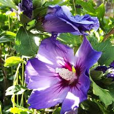Image result for Hibiscus engleri