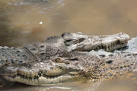 Buaya — singlish (singapore english) origin: File Buaya Jpg Wikimedia Commons