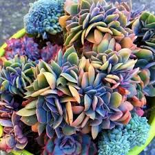 You probably have a thousand questions to ask right now, like where to buy real succulent the best temperature for succulents seeds to grow is between 15°c and 25°c. 100pcs Japanese Succulents Seeds Rare Indoor Flower Mini Cactus Seeds For Sale Online Ebay