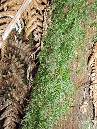 Image result for Trichomanes crispiforme