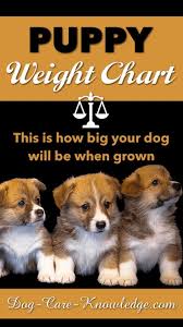 Puppy Weight Chart This Is How Big Your Dog Will Be Dog Weight Chart Puppy Growth Chart Puppies