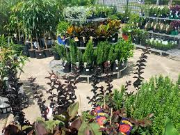 Image result for Cola mossambicensis