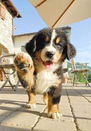 Search by breed, age, size and color. Pets Endless Frontier Pets Plus Near Me Cute Dogs Cute Animals Baby Animals