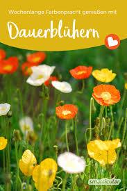 Zu den winterharten fleischfressenden pflanzen gehören einige arten des. Die Besten Dauerbluher Langbluhende Stauden Und Bodendecker