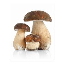 Boletus Edulis Postcard Zazzle Com In 2021 Stuffed Mushrooms Steak And Mushrooms Boletus Edulis