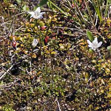 Image result for Wahlenbergia persimilis