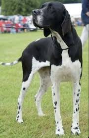 Black And White Pointer Dog Thinkpup Shop Redbubble In 2020 English Pointer Dog German Shorthaired Pointer Dog Pointer Dog