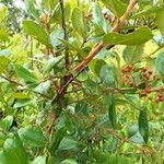 Image result for Psorospermum febrifugum