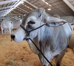 Selling cattle online is simpler than ever with ranchworldads.com. 2 038 Brahman Cow Photos Free Royalty Free Stock Photos From Dreamstime