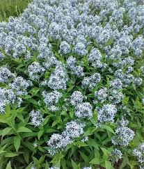 Image result for Tabernaemontana odoratissima