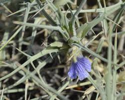 Image result for Blepharis