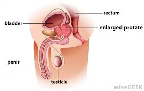 This therapy might offer some health benefits, or your doctor might use it to diagnose a problem. What Is A Prostate Massage With Pictures