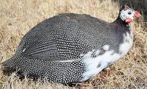 Pin On Guinea Fowl