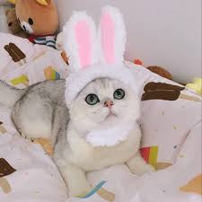 Cat Bunny Ears Hat, EYLEER Cute Bunny Rabbit Hat with Ears Kitten Cat Dress  up for Easter Halloween Christmas Holiday Costumes Accessories Cosplay  Headwear for Cats Small Dogs : Amazon.ca: Pet Supplies