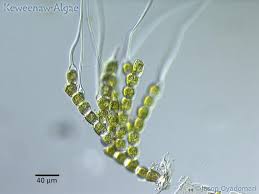 Image result for Bulbostylis microelegans
