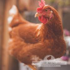 The rhode island red chicken lifespan is only around five years that is estimated many of the breeds also goes to the more age than this because this is an overall value. Murray Mcmurray Hatchery Red Star