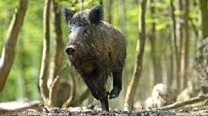 La victime a été touchée par la balle d'un autre chasseur qui pensait tirer sur un animal. Un Sanglier Charge A Plusieurs Reprises Un Chasseur