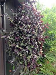 Pin On Houseplants