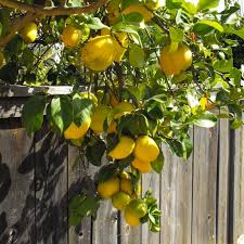 Image result for Citrus × limon