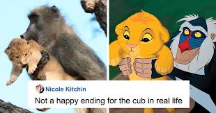 Baboon Carries A Lion Cub Just Like From The Lion King Bored Panda