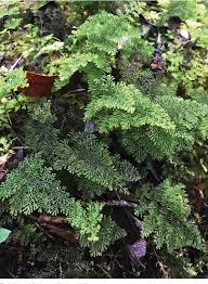 Image result for Hymenophyllaceae