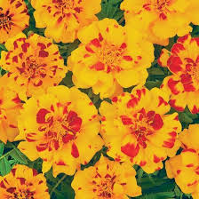 Durango Bolero Marigold French Marigold Flower Growing Marigolds Annual Flowers