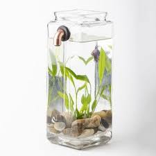 Self Cleaning Betta Aquarium Betta Aquarium Betta Aquarium