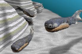 Image result for Vepris sansibarensis