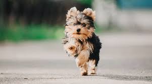 We did not find results for: Best Dog Foods For Yorkies Puppies Adults Seniors